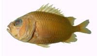 白線金鱗魚( i Ostichthys kaianus /i )