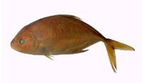 六帶鰺( i Caranx sexfasciatus /i )