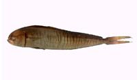 鬼頭刀( i Coryphaena hippurus /i )