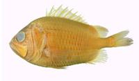 夏威夷骨鰃( i Ostichthys sandix /i )