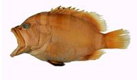 五十九刺鮨( i Cephalopholis igarashiensis /i )
