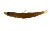 半帶水珍魚( i Glossanodon semifasciatus /i )