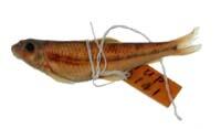 短吻鐮柄魚( i Abbottina brevirostris /i )