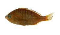 曳絲鑽嘴魚( i Gerres filamentosus /i )