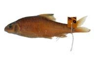 台灣石?( i Acrossocheilus paradoxus /i )