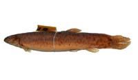 泥鰍( i Misgurnus anguillicaudatus /i )