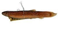 泥鰍( i Misgurnus anguillicaudatus /i )