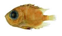 大鱗大眼鯛( i Pristigenys niphonia /i )