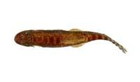 台灣纓口鰍( i Crossostoma lacustre /i )