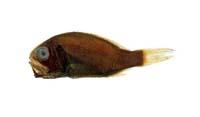 准燧鯛( i Paratrachichthys prosthemius /i )
