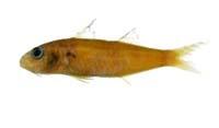 副鱚( i Parasillago ciliata /i )