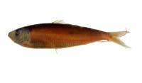 白腹小砂?( i Sardinella albella /i )