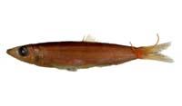 尖杜氏鰮( i Dussumieria elopsoides /i )
