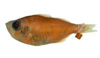 美軟魚( i Malakichthys elegans /i )
