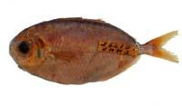 刺鯧( i Psenopsis anomala /i )
