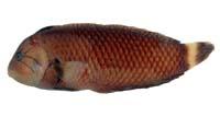 帶尾新隆魚( i Novaculichthys taeniourus /i )