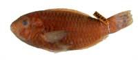 鸚哥魚( i Scarus psittacus /i )