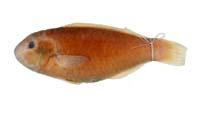 蟲紋鸚哥魚( i Scarus globiceps /i )