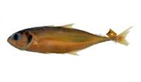 大甲鰺( i Megalaspis cordyla /i )