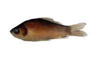 蘭氏鯽( i Carassius auratus langsdorfii /i )