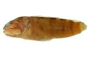 黑帶後頷鰧( i Opistognathus hongkongiensis /i )