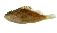 斑鰭圓鱗鮋( i Parascorpaena mcadamsi /i )