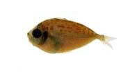 長鰏( i Leiognathus elongatus /i )