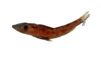 北青眼魚( i Chlorophthalmus borealis /i )
