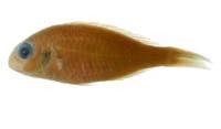 紅赤尾冬( i Parascolopsis eriomma /i )