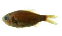 准燧鯛( i Paratrachichthys prosthemius /i )