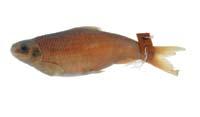高身鏟頜魚( i Varicorhinus alticorpus /i )