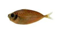 長鰏( i Leiognathus elongatus /i )