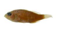 黃衣錦魚( i Thalassoma lutescens /i )