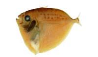 眼眶魚( i Mene maculata /i )