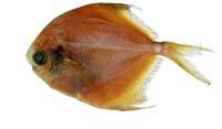 銀鯧( i Pampus argenteus /i )