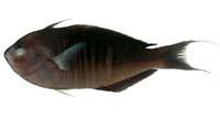 擬盔魚( i Pseudocoris heteropterus /i )