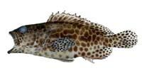 網紋石斑魚( i Epinephelus merra /i )