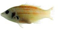 日本擬隆頭魚( i Pseudolabrus japonicus /i )