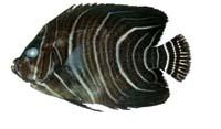 疊波蓋刺魚( i Pomacanthus semicirculatus /i )