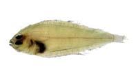 擬鮃( i Parabothus sp. /i )
