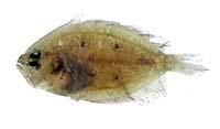 五點斑鮃( i Pseudorhombus quinquocellatus /i )