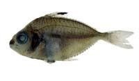 長鰏( i Leiognathus elongatus /i )