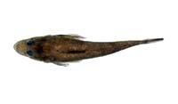 大眼牛尾魚( i Suggrundus meerdervoortii /i )