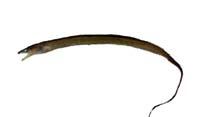 狹尾糯鰻( i Uroconger lepturus /i )