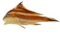 胡椒鯛( i Plectorhinchus pictus /i )
