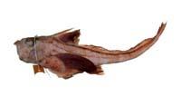 銀鮫( i Chimaera phantasma /i )