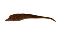 鋸鼻細八角魚( i Leptagonus frenatus /i )