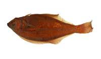 犬形擬庸鰈( i Hippoglossoides dubius /i )