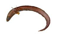 穴鰻( i Anago anago /i )