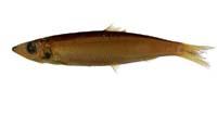 尖尾圓腹鯡( i Dussumieria acuta /i )
